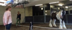 paardencoaching2