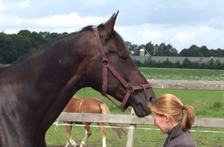 kennismaking paardencoaching